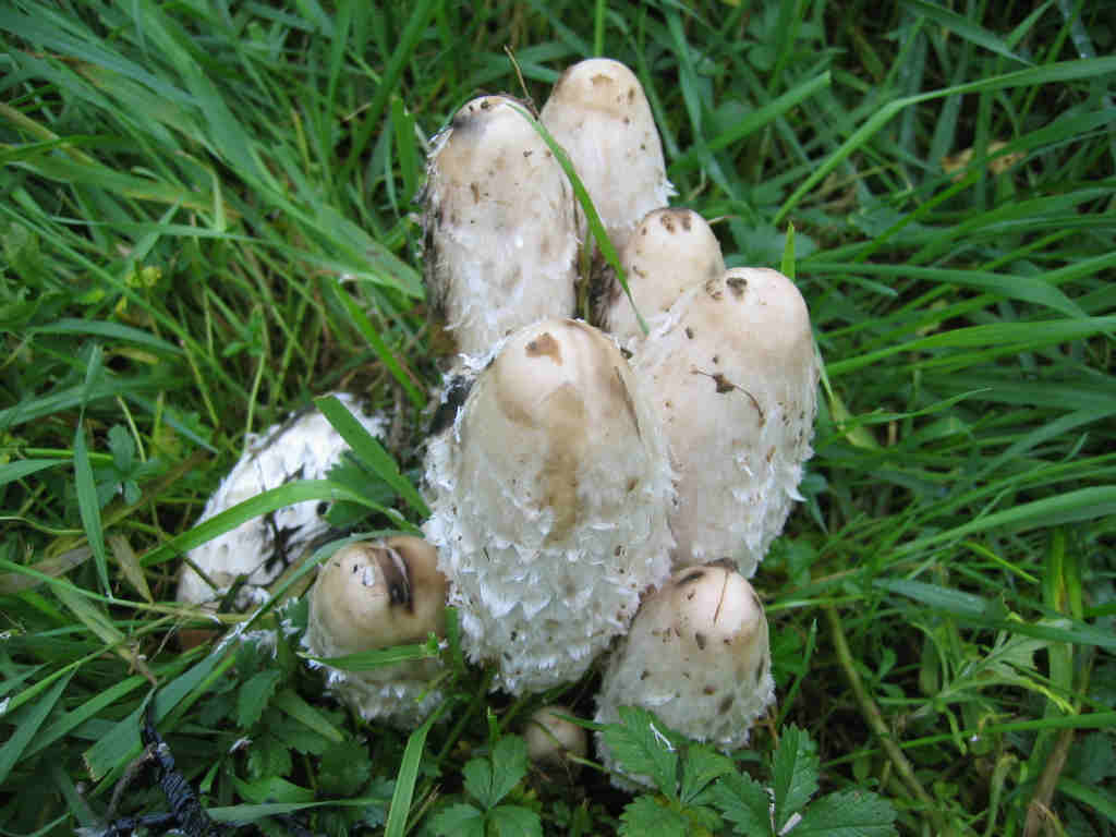 2005 :  Un anno di funghi